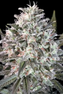 Paradise Seeds Space Cookies