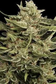 Paradise Seeds Vertigo Auto