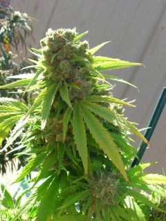 Paradise Seeds Wappa