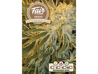 Fair Seeds AK47 x Northern Light