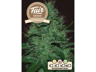 Fair Seeds Amnesia Auto