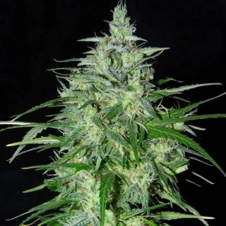 Fair Seeds Jack Herer
