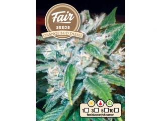 Fair Seeds Orange Bud Diesel