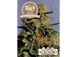 Fair Seeds Black Dominator