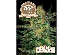 Fair Seeds Cure BuD Medical feminized