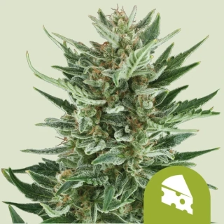 Royal Queen Seeds Royal Cheese Automatic