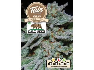 Fair Seeds Slurricane feminized