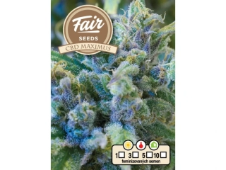 Fair Seeds CBD Maximus feminized