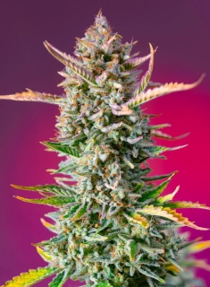 Natural Seeds Gorilla Glue F1 Fast Version