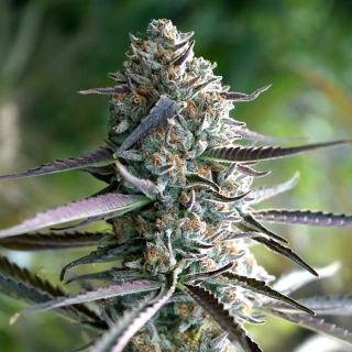 Natural Seeds RUNTZ-T F1 Fast Version