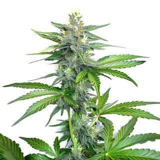 Natural Seeds OG Kush F1 Fast Version