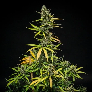 Natural Seeds Mimosa XXL Auto