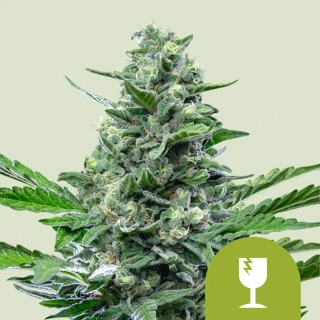 Royal Queen Seeds Royal Critical Automatic