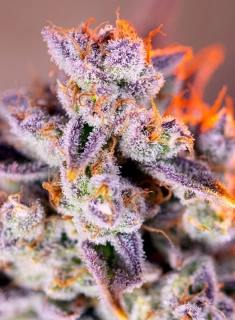 Sweet Seeds Tropicanna Poison XL Auto