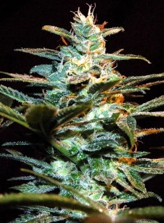 Sweet Seeds NYC Diesel Auto