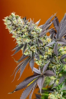 Sweet Seeds Sweet Zenzation XL Auto