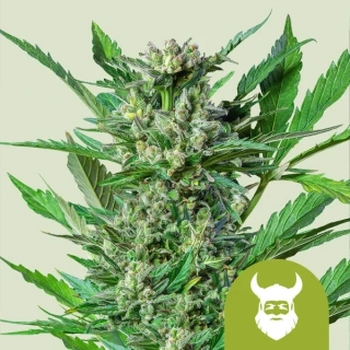 Royal Queen Seeds Royal Dwarf