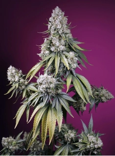 Sweet Seeds Jealously Z XL Auto