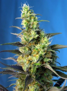 Sweet Seeds NYC Diesel
