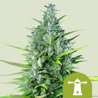 Royal Queen Seeds Royal Haze Auto