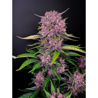 Green House Seeds King´s Juice auto