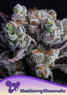 Anesia Seeds Auto Blackberry Moonrocks