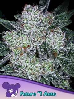 Anesia Seeds Auto Future #1