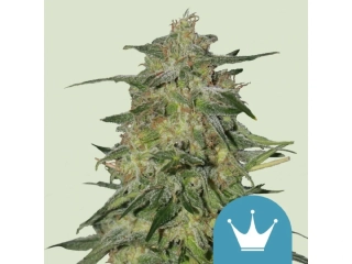 Royal Queen Seeds Royal Highness