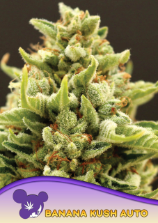 Anesia Seeds Banana Kush Auto