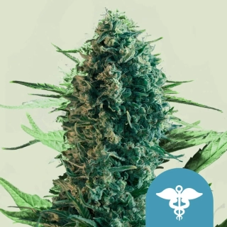 Royal Queen Seeds Royal Medic