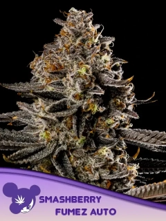 Anesia Seeds Smashberry Fumez Auto