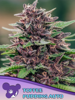 Anesia Seeds Toffee Pudding Auto