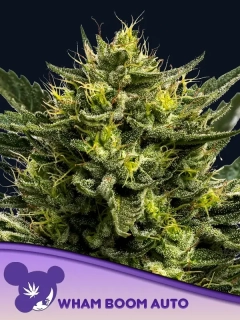 Anesia Seeds WHAM BOOM Auto