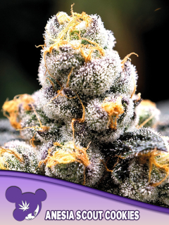 Anesia Seeds Anesia Scout Cookies