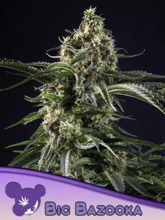Anesia Seeds Big Bazooka