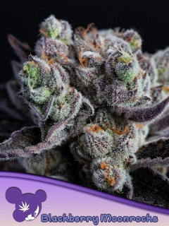Anesia Seeds Blackberry Moonrocks