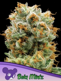 Anesia Seeds Bola Mintz