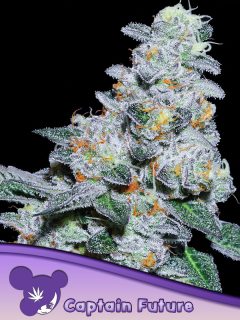 Anesia Seeds Captain Future