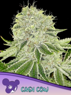 Anesia Seeds Cash Cow