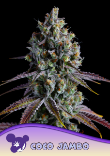 Anesia Seeds Coco Jambo