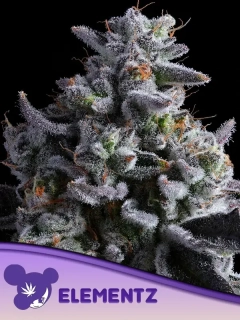 Anesia Seeds Elementz