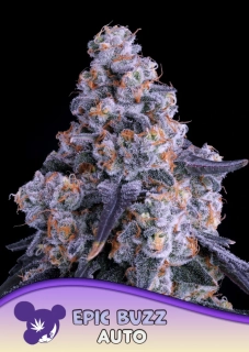 Anesia Seeds EPIC BUZZ