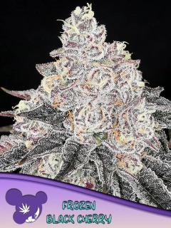 Anesia Seeds Frozen Black Cherry