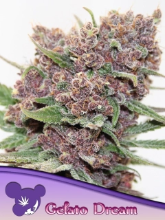 Anesia Seeds Gelato Dream
