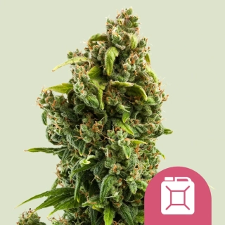 Royal Queen Seeds Sour Diesel