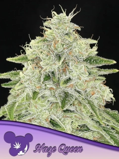 Anesia Seeds Haze Queen