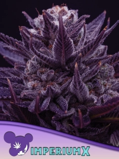 Anesia Seeds IMPERIUM X