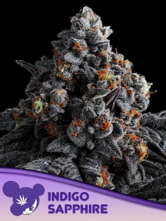 Anesia Seeds Indigo Sapphire