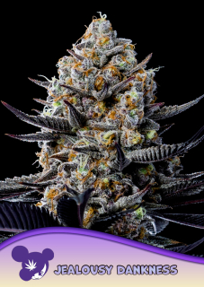 Anesia Seeds Jealousy Dankness