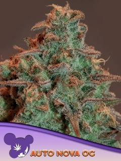 Anesia Seeds Nova OG